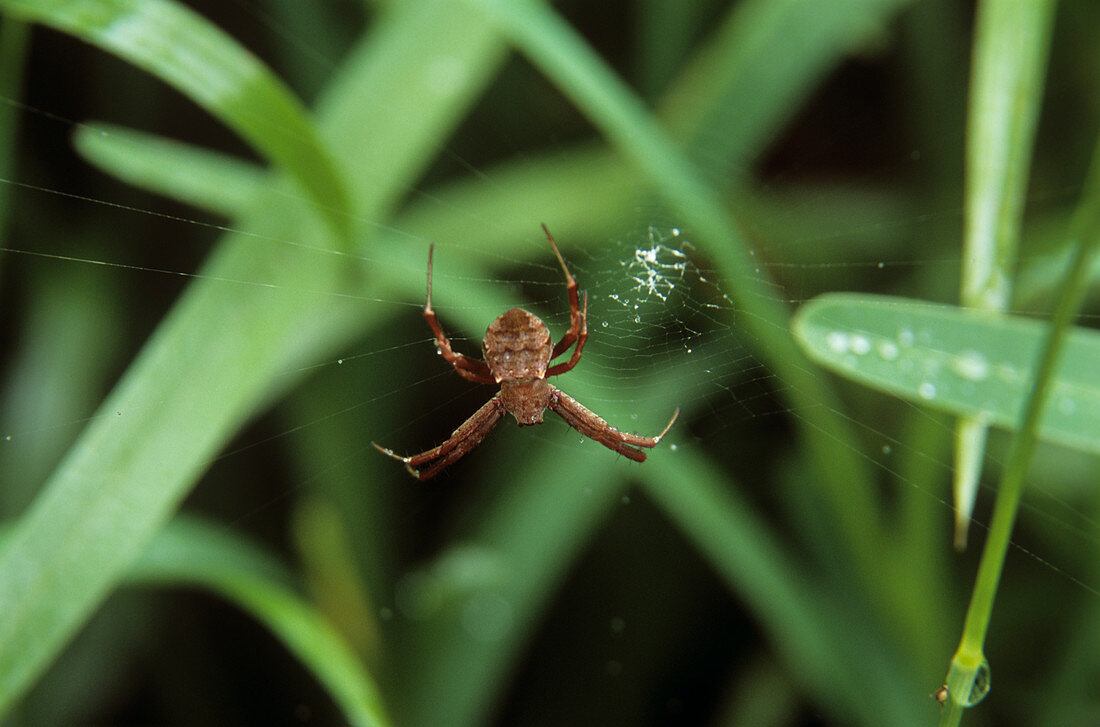 Apricot spider