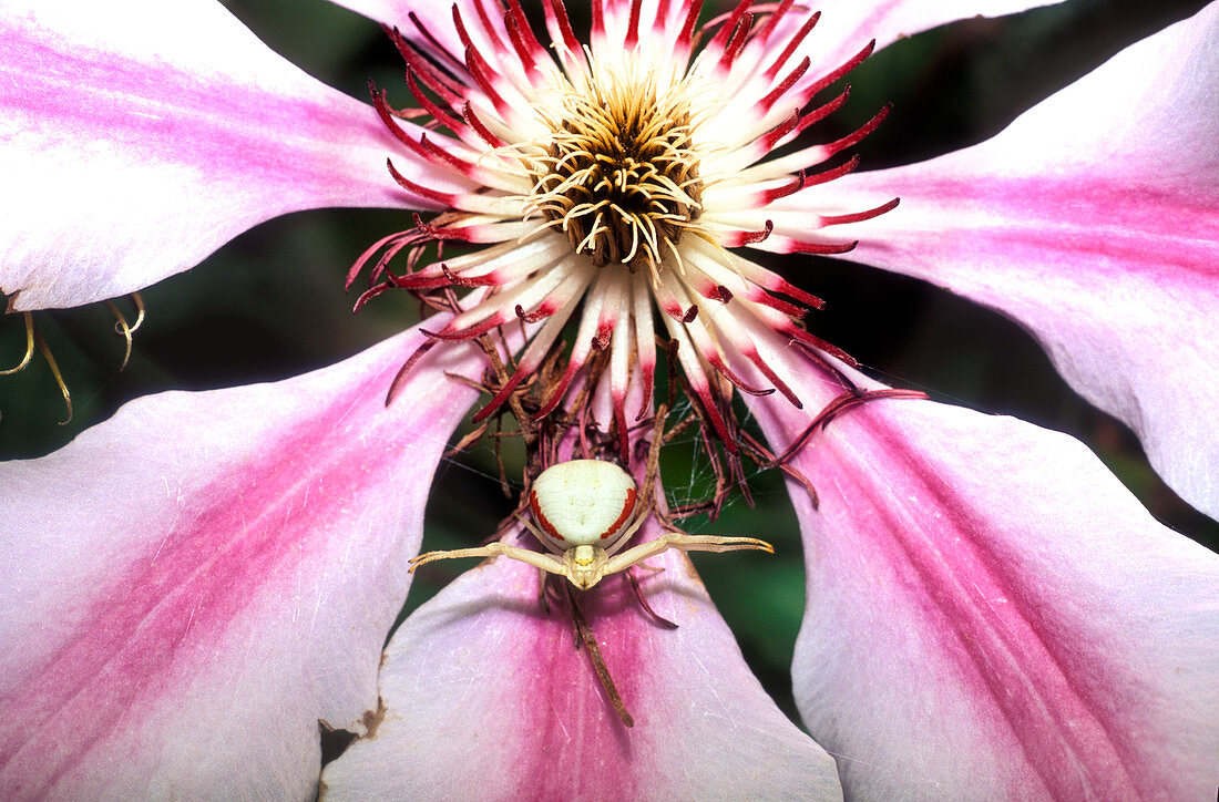 Crab spider