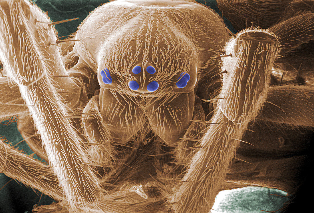 Spider's head,ESEM