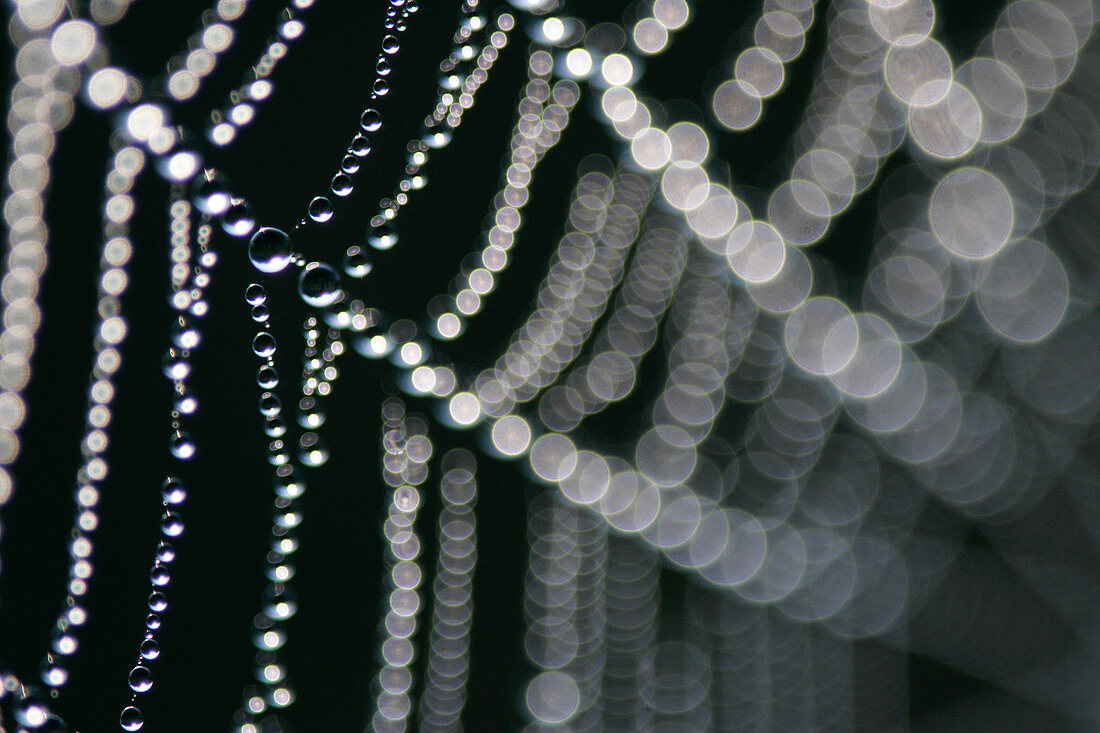 Dew laden spider web