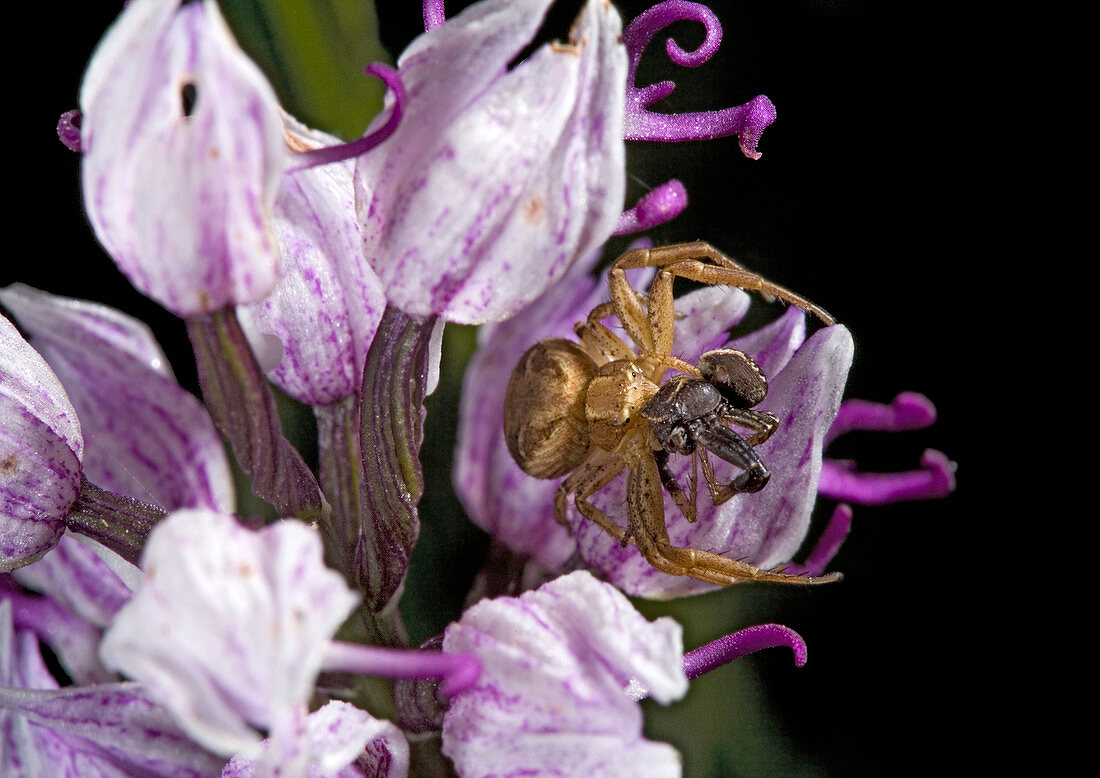 Crab spider cannibalism