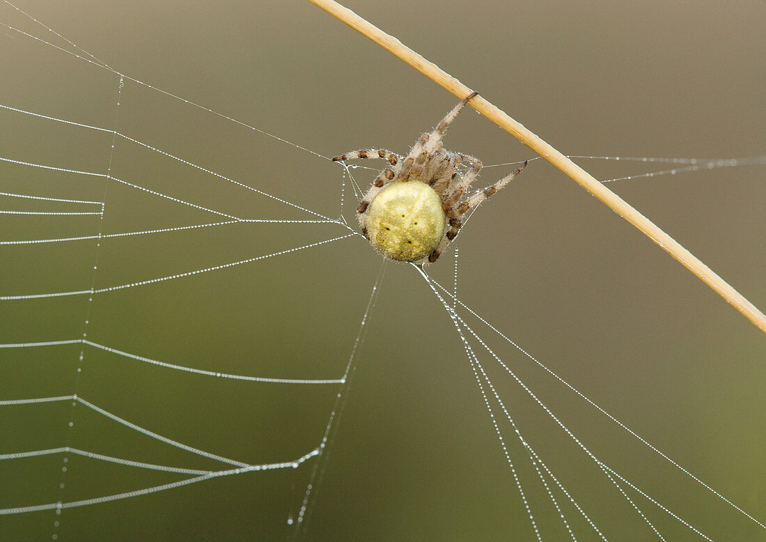 Female orb-web spider