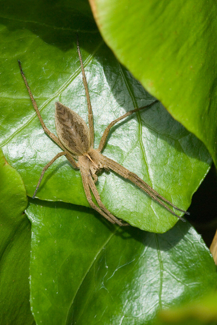 Nursery web spider