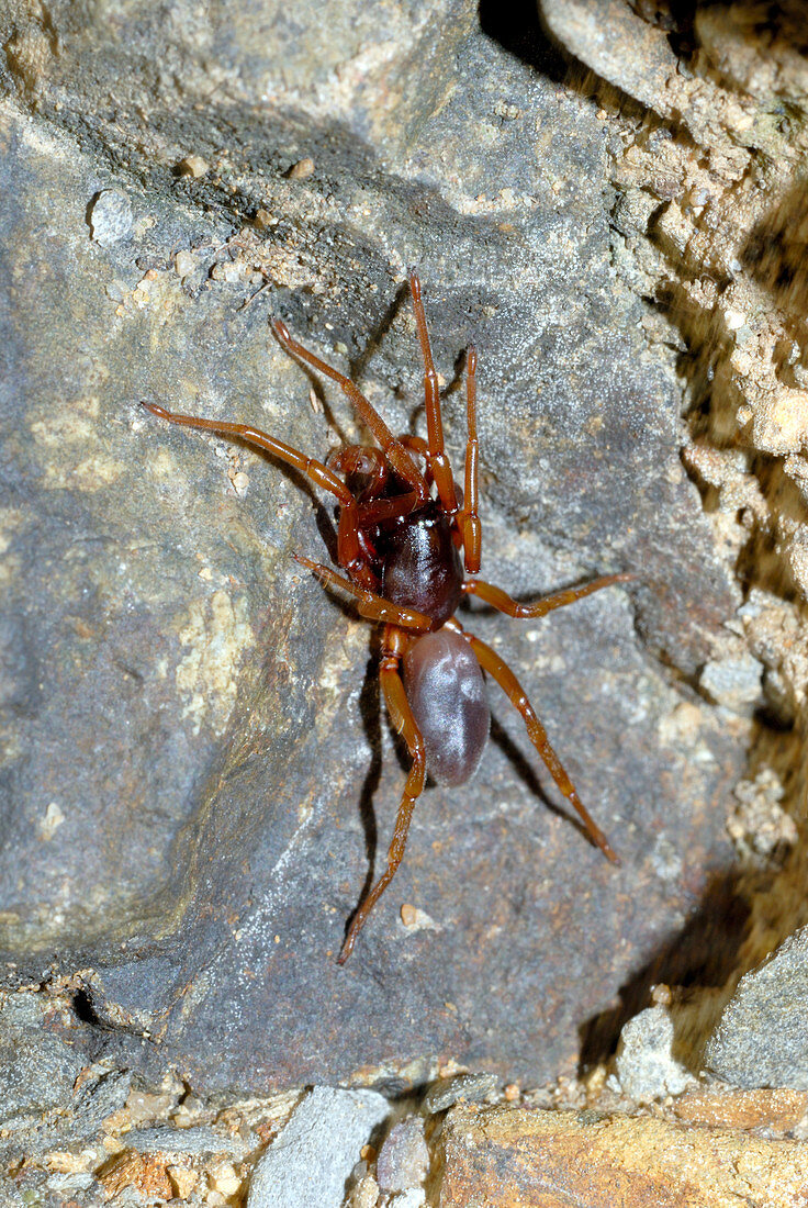 Sac spider (Clubiona sp.)