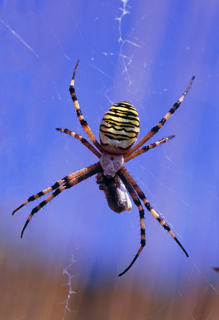 Orb spider feeding