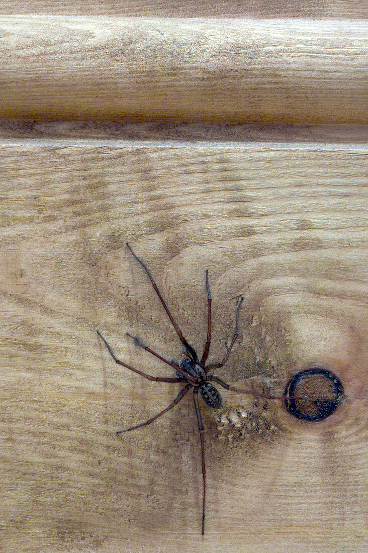 House spider