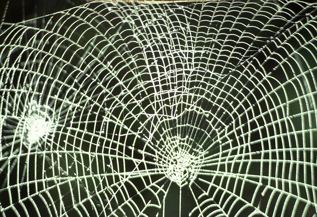 Web of Garden spider