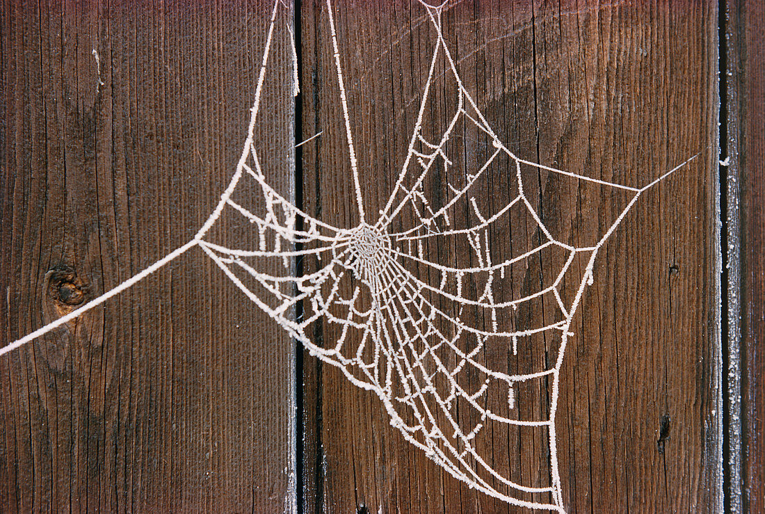 Frozen spider's web