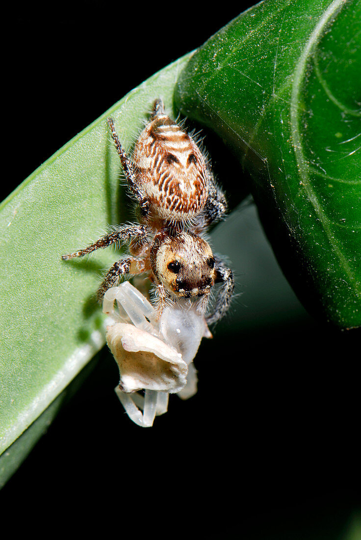 Jumping spider feeding on a crab spider