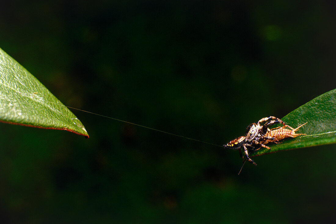 Panamanian jumping spider attacks cricket