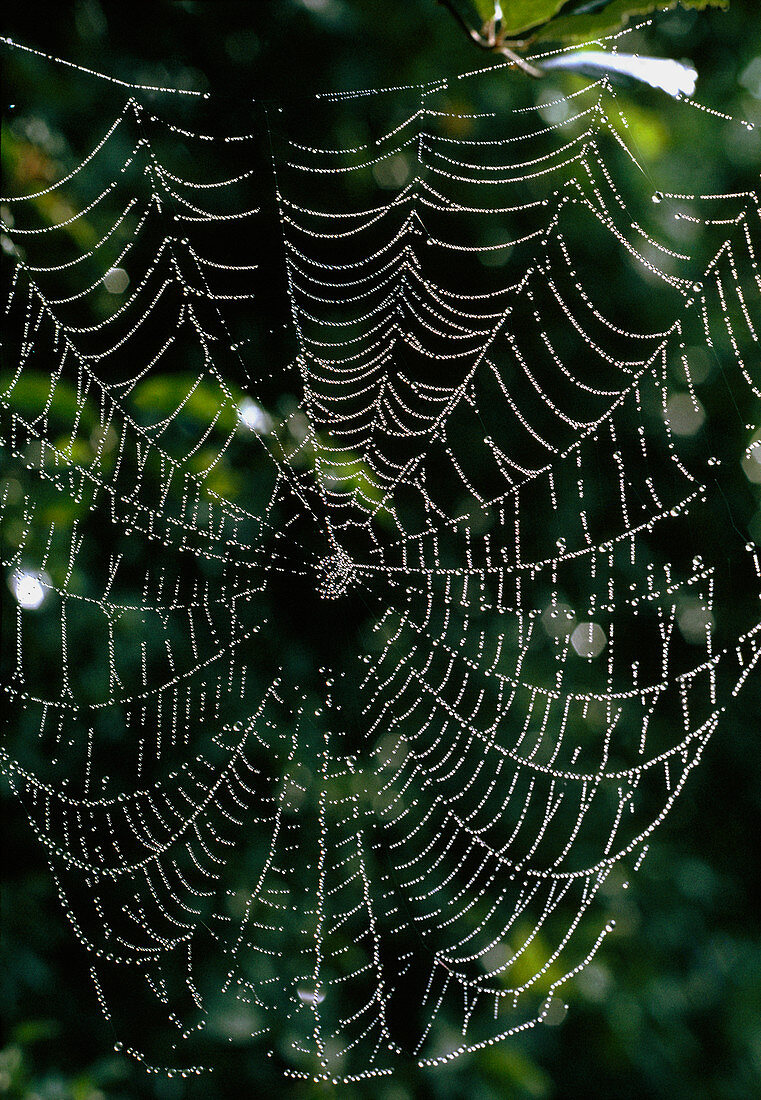 Orb web of a garden spider