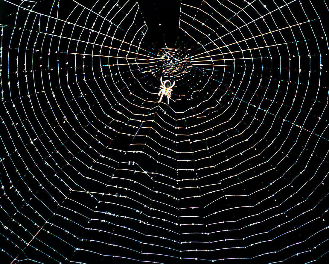 Unidentified spider at centre of its orb web