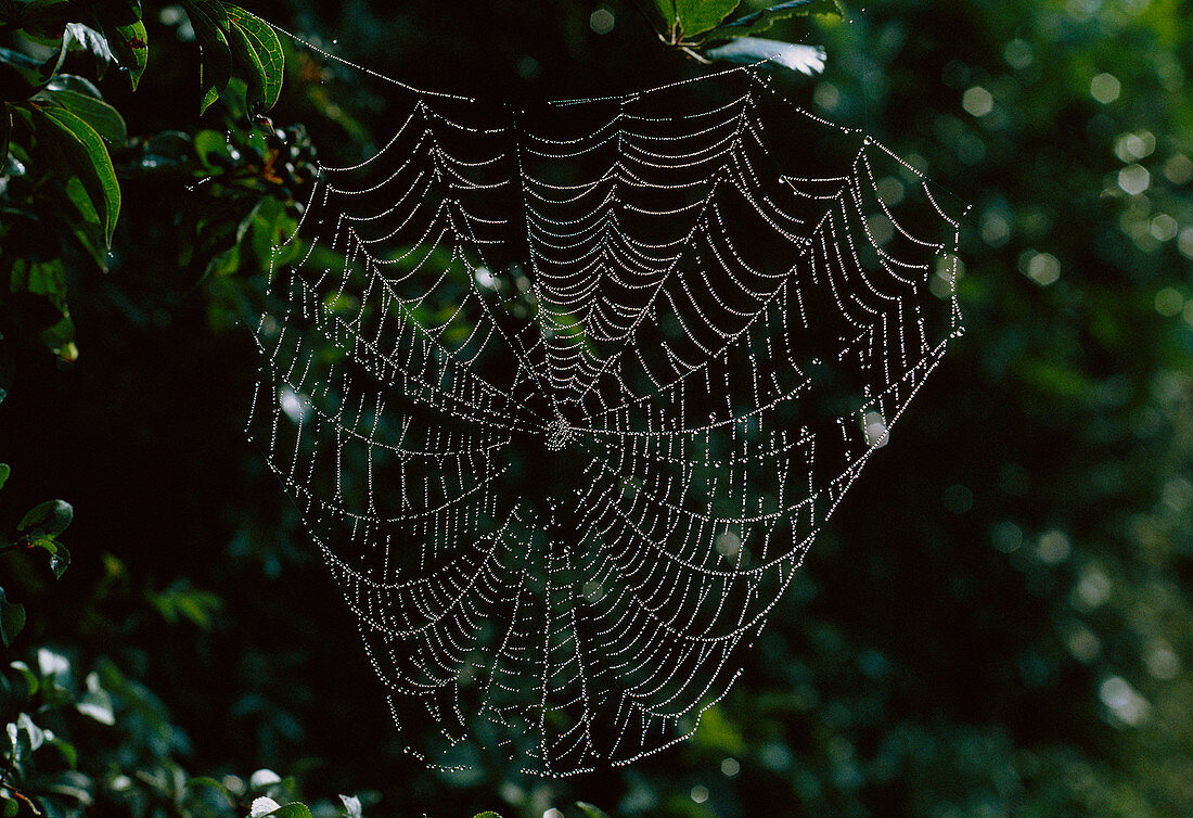 A spider's web strung with water droplets
