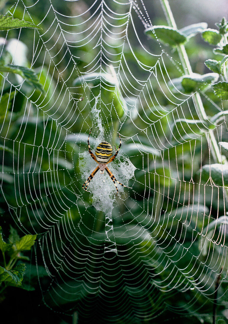 Close-up of spider Argiope bruennichi on its web