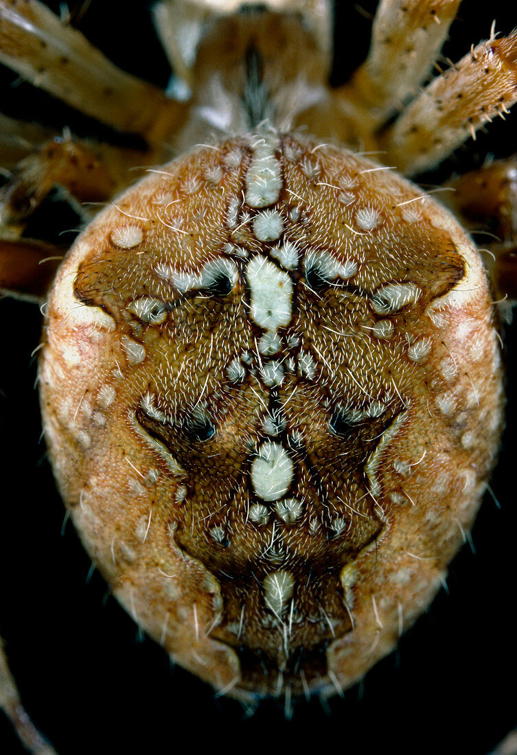Close-up of abdomen of the common garden spider