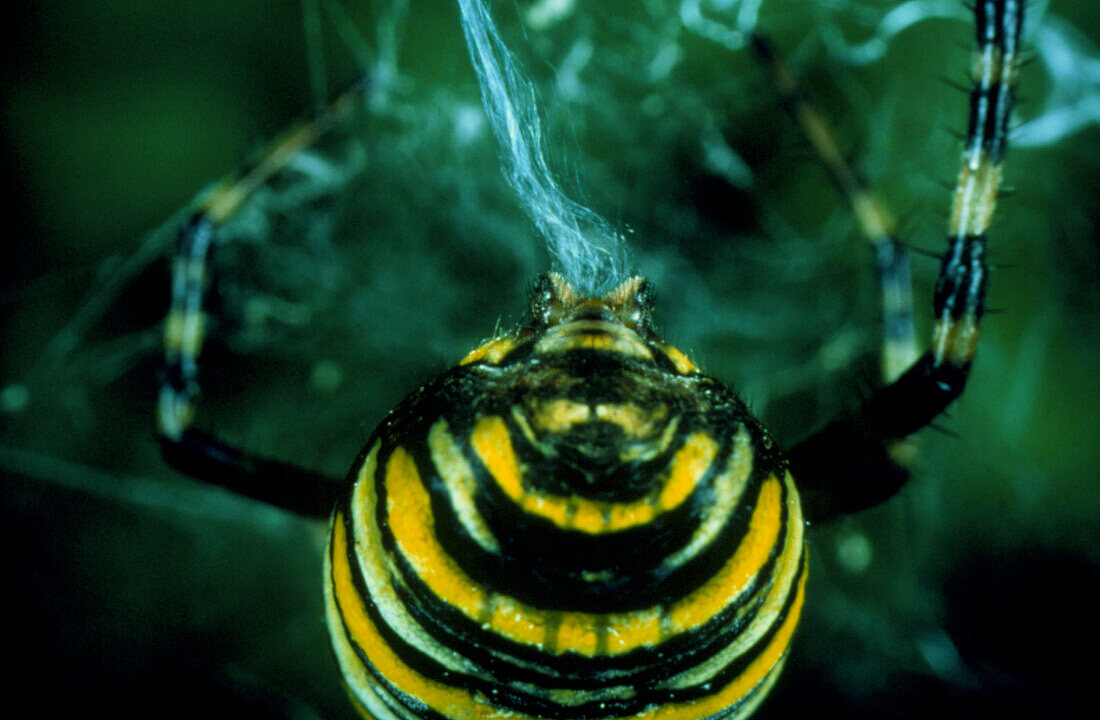 Close-up of a spider's spinnerets