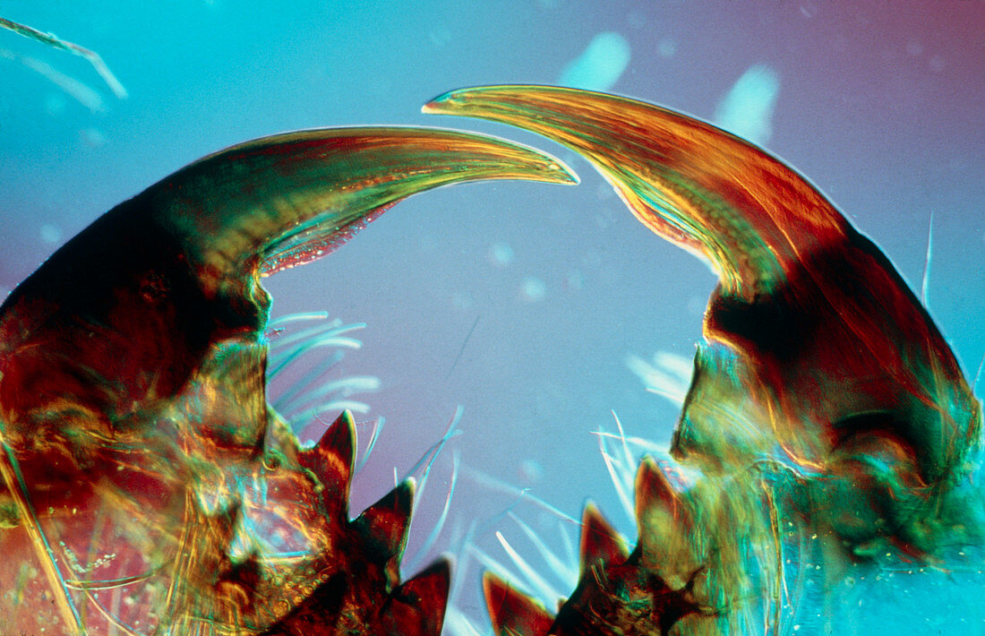 Light micrograph of the fangs of a spider