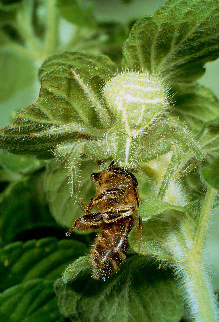 Chameleon spider catching a bee