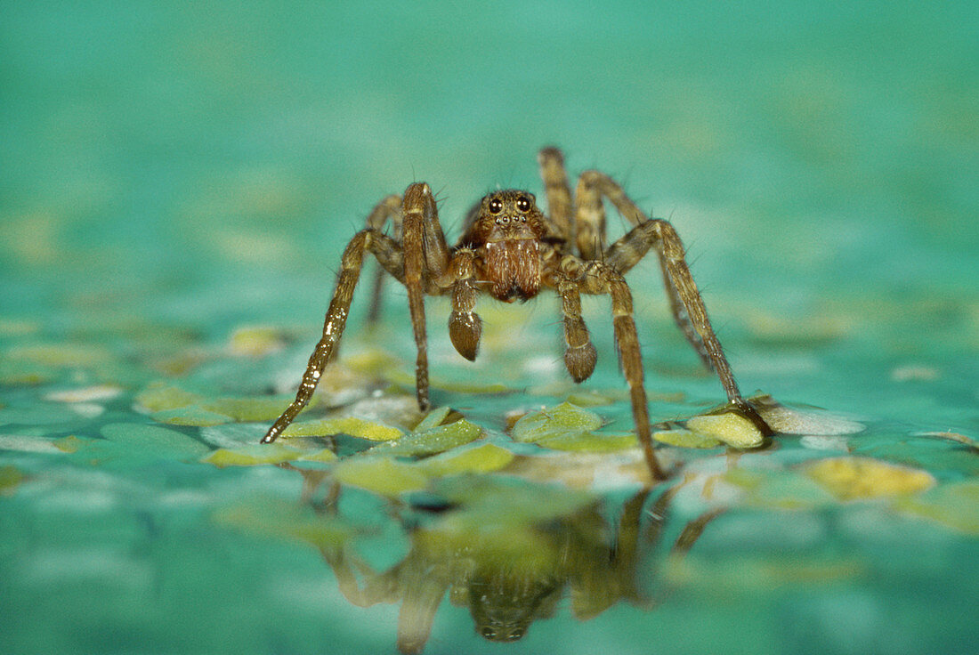 Wolf spider walking on the surface of a pond