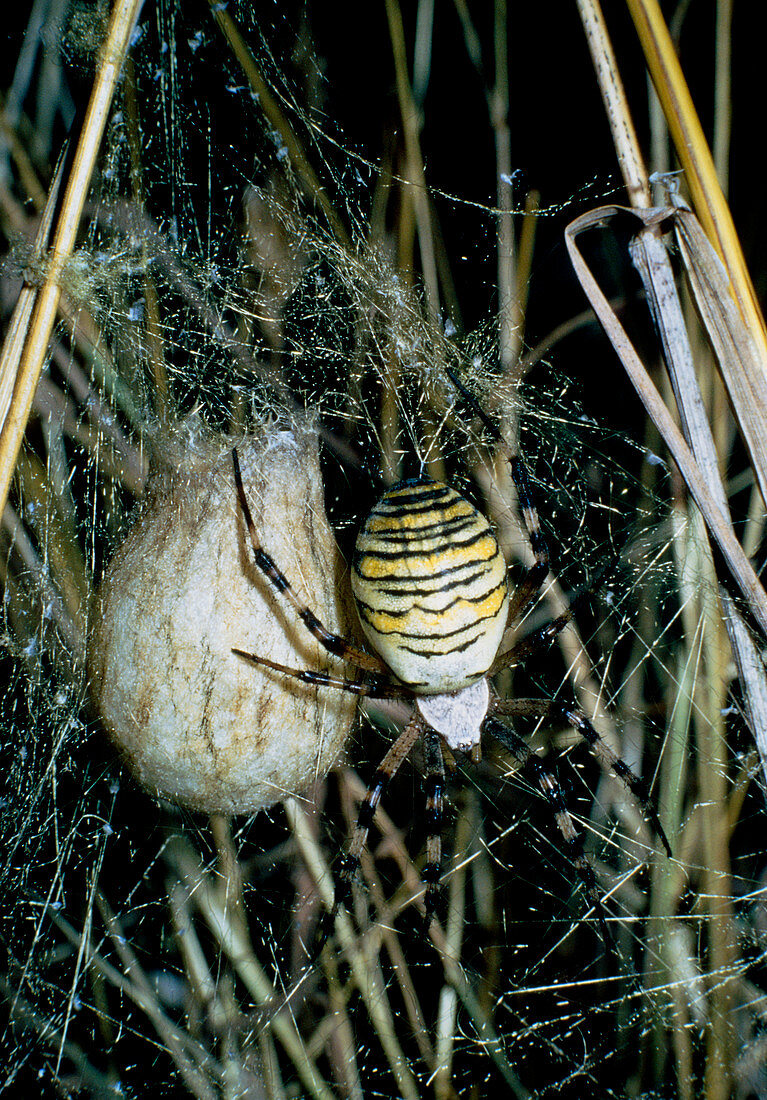 Argiope bruennichi spider guarding her egg sac