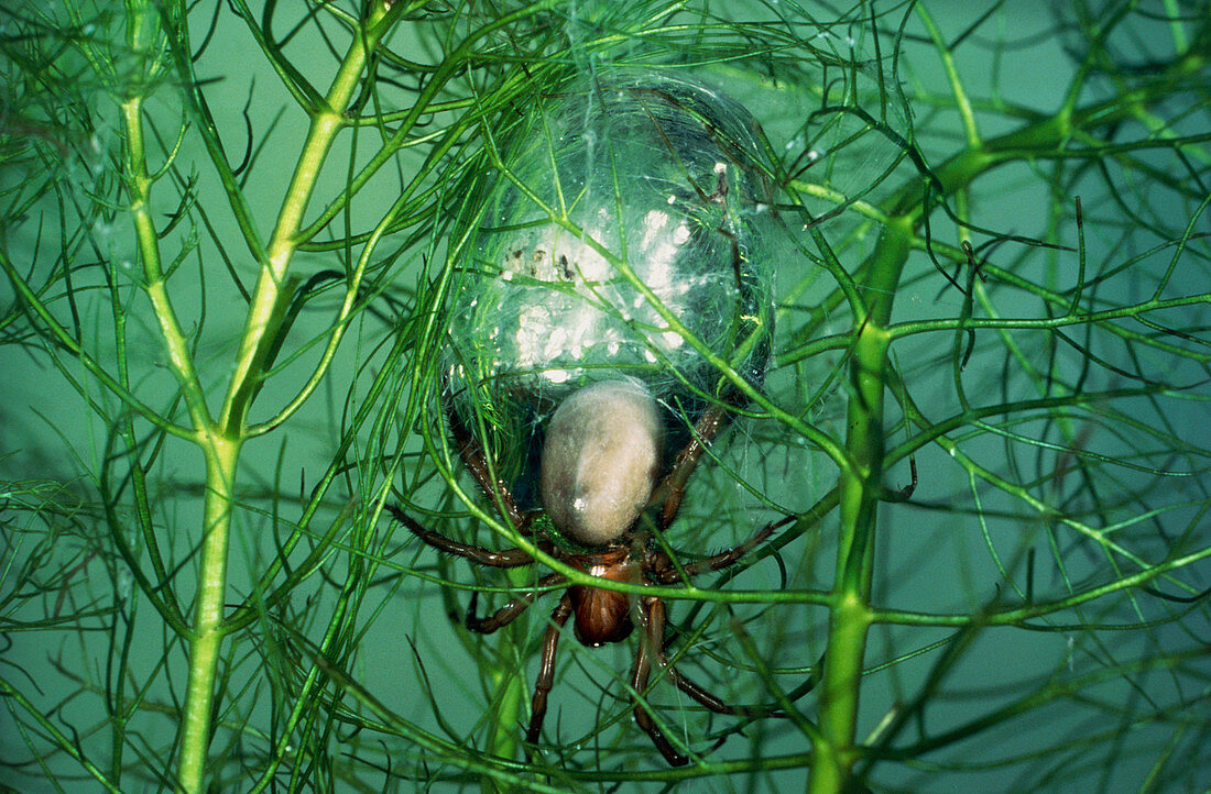 Aquatic spider