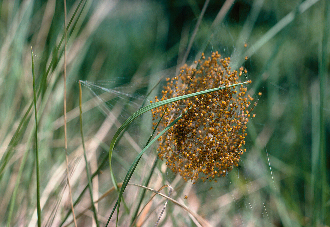Cluster of young spiderlings in their nest