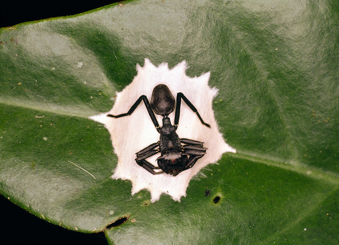 Ant-mimic spider guarding nest,Ecuador