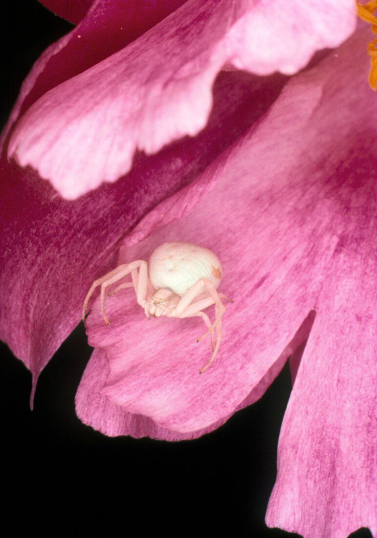 Close-up of crab spider in peony flower