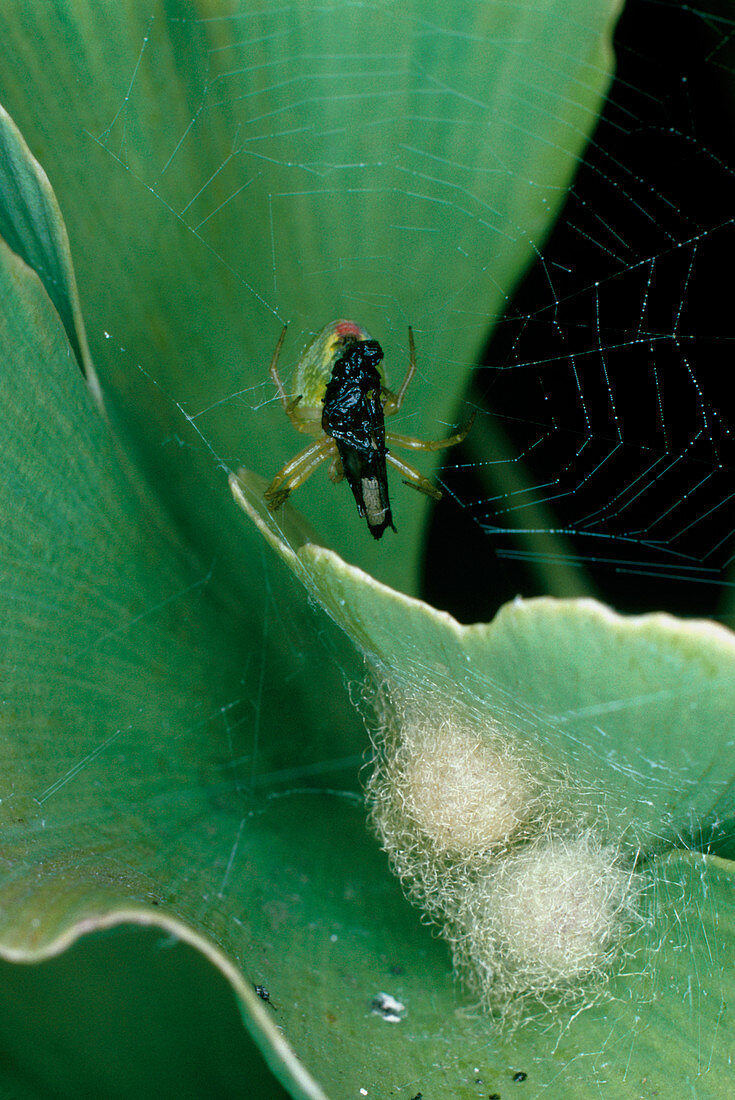 A green spider consumes a fly in its web