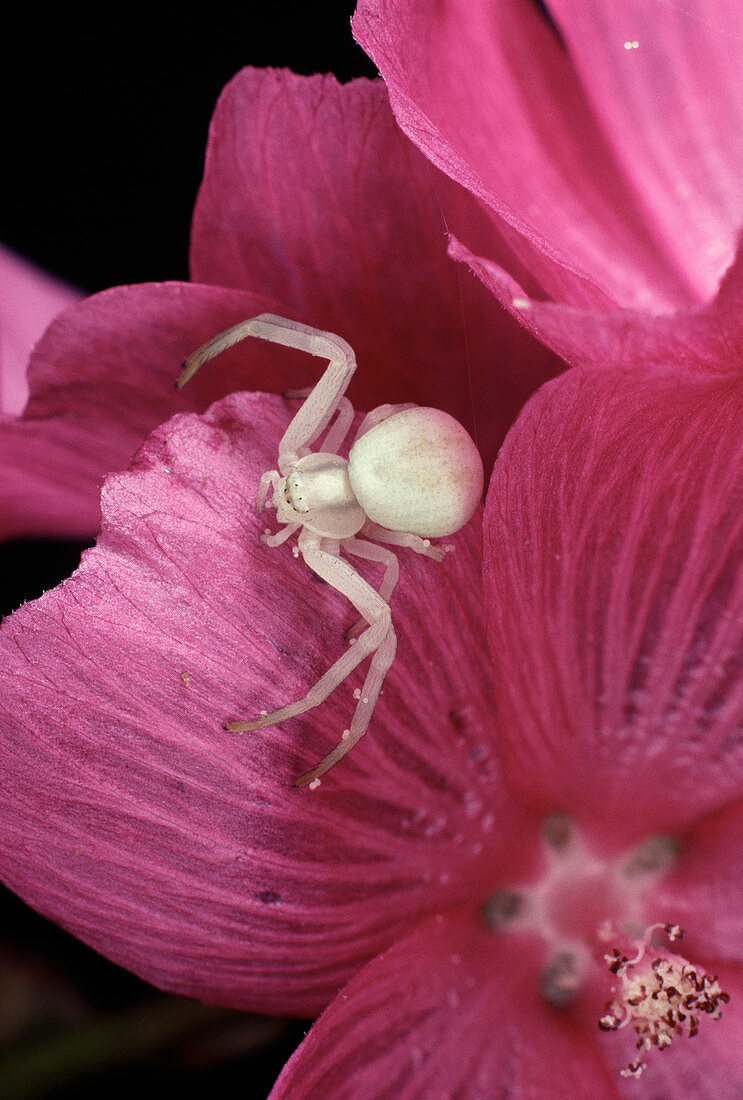 Macrophotograph of a crab spider,Misumena vatia