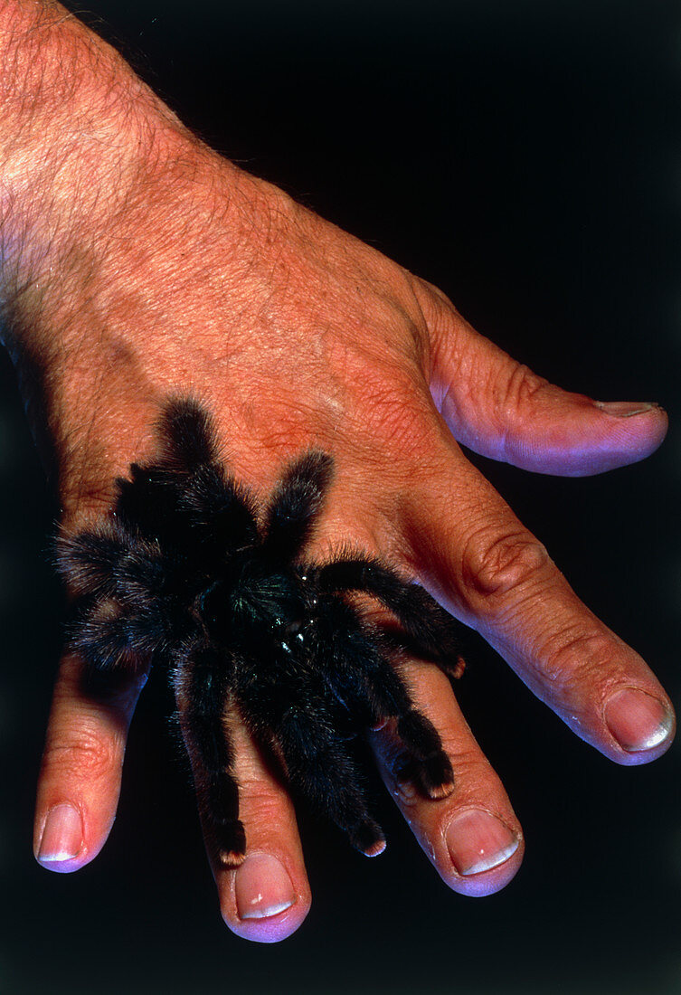 Metallic white toe tarantula on man's hand
