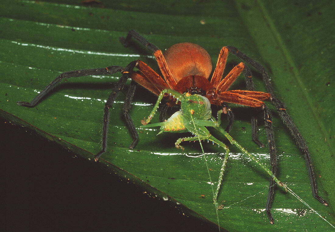 Spider eating katydid