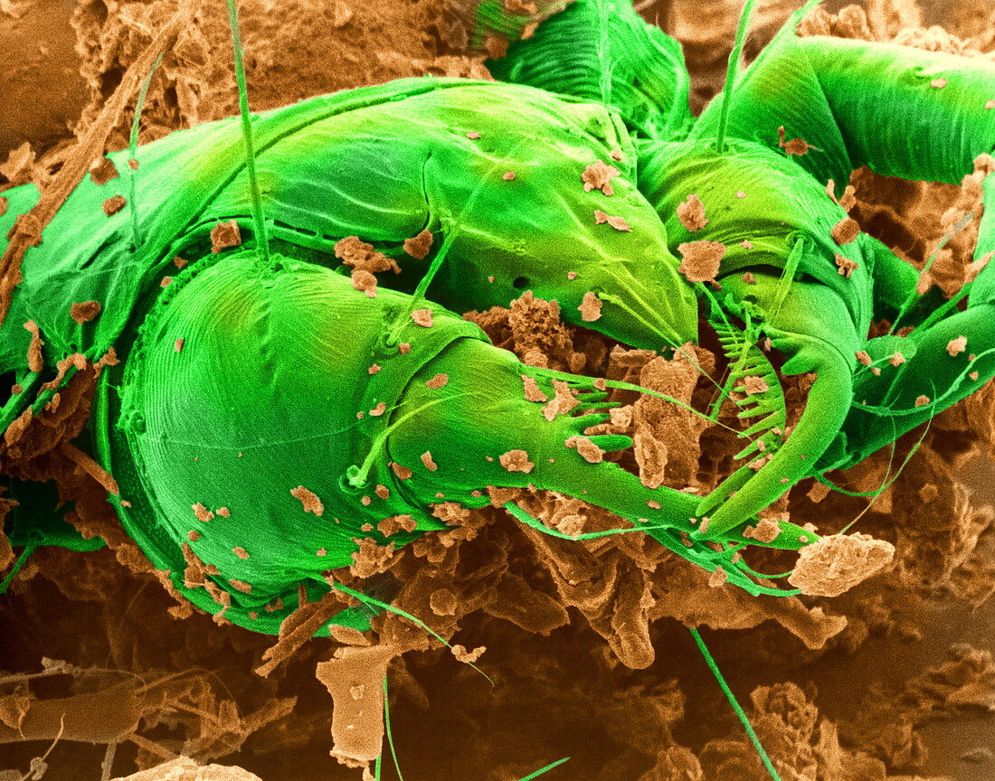 Dust mite,SEM