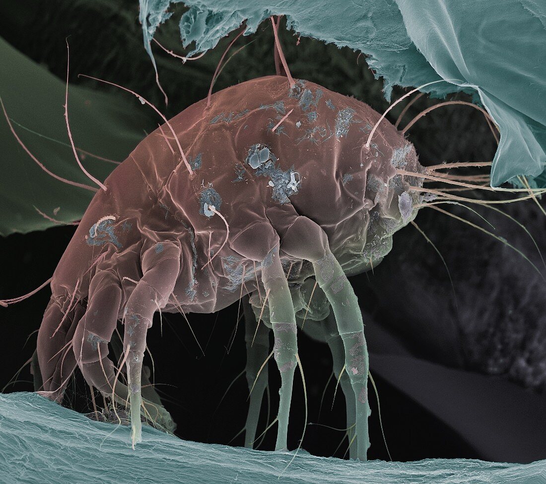 Dust mite,SEM