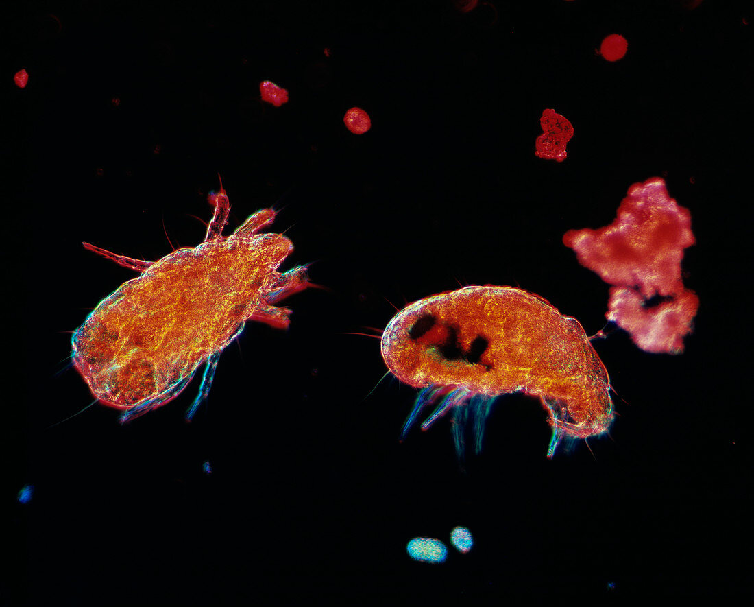 Mites,light micrograph