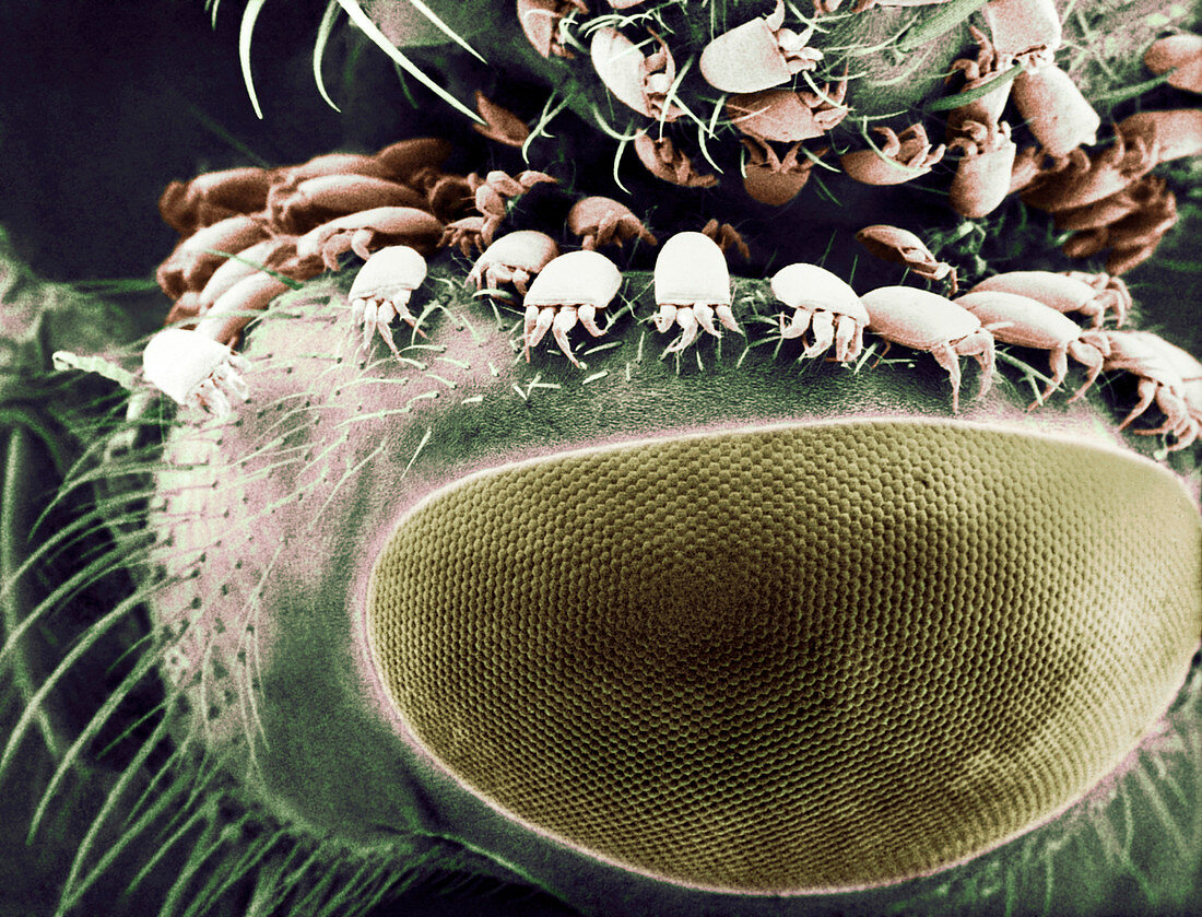 Mites on a honeybee,SEM