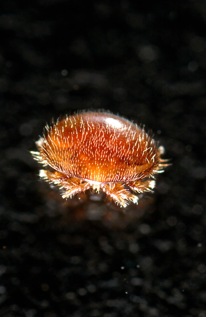 Varroa mite