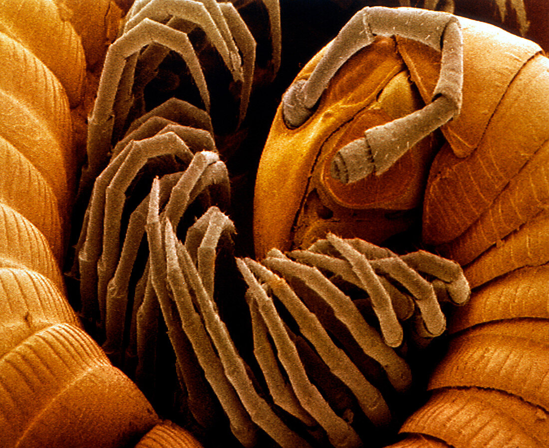 Coloured SEM of a coiled garden millipede