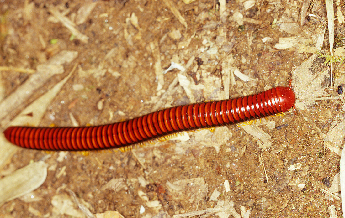 Red millipede (Diplopoda)