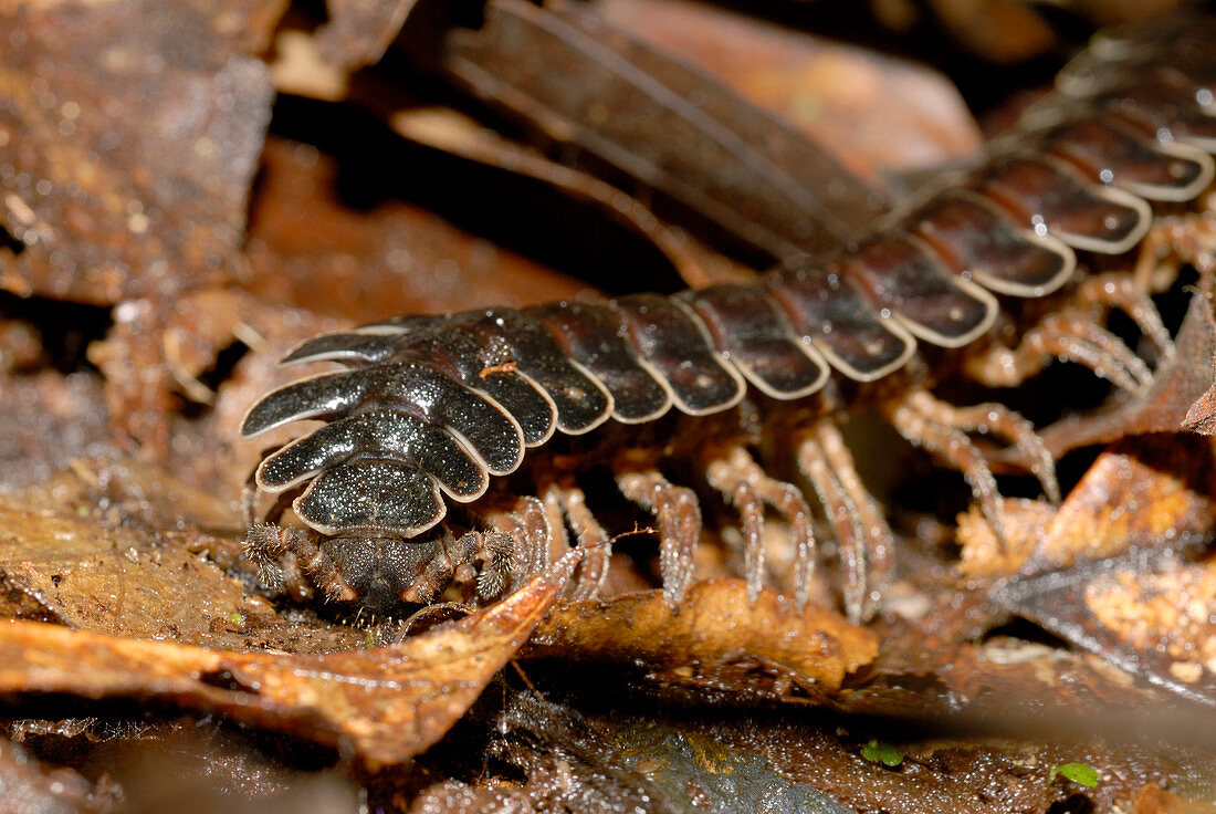 Polydesmid millipede eating