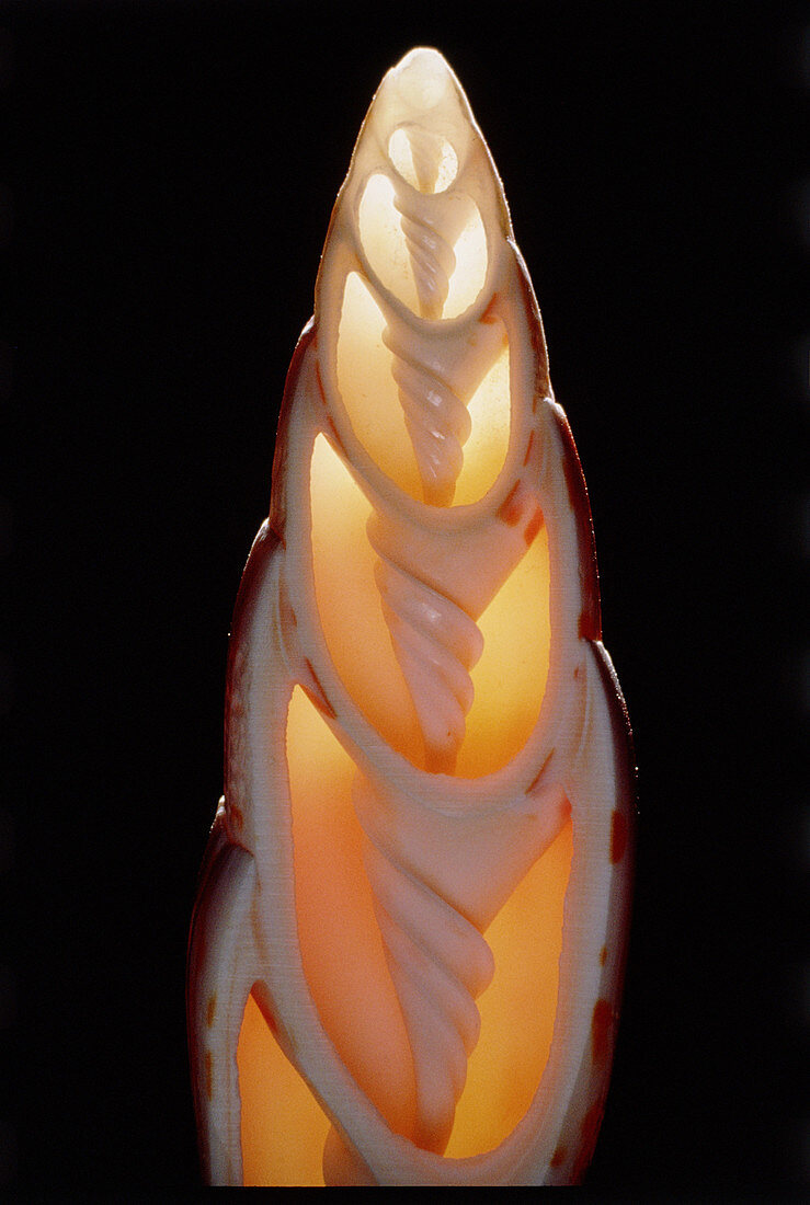 Macrophoto of spiral shell of marine snail