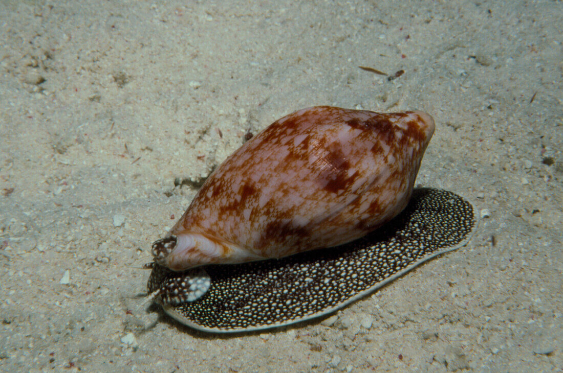 A Conus shell,Conus sp