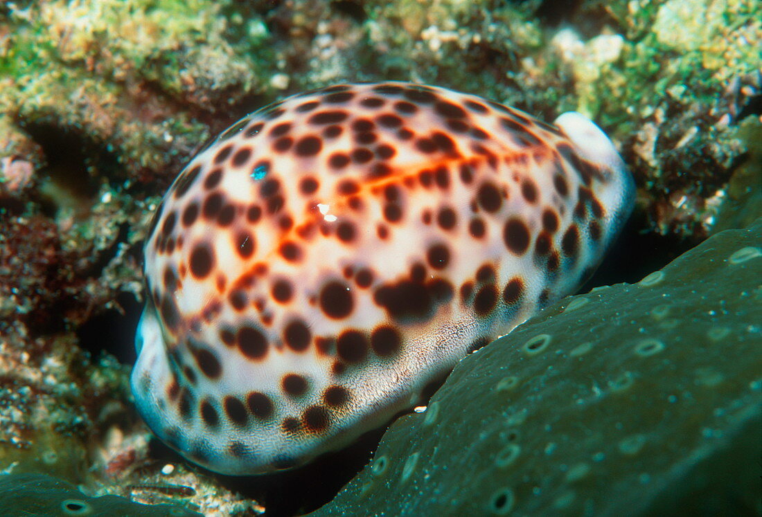 Tiger cowrie sea snail