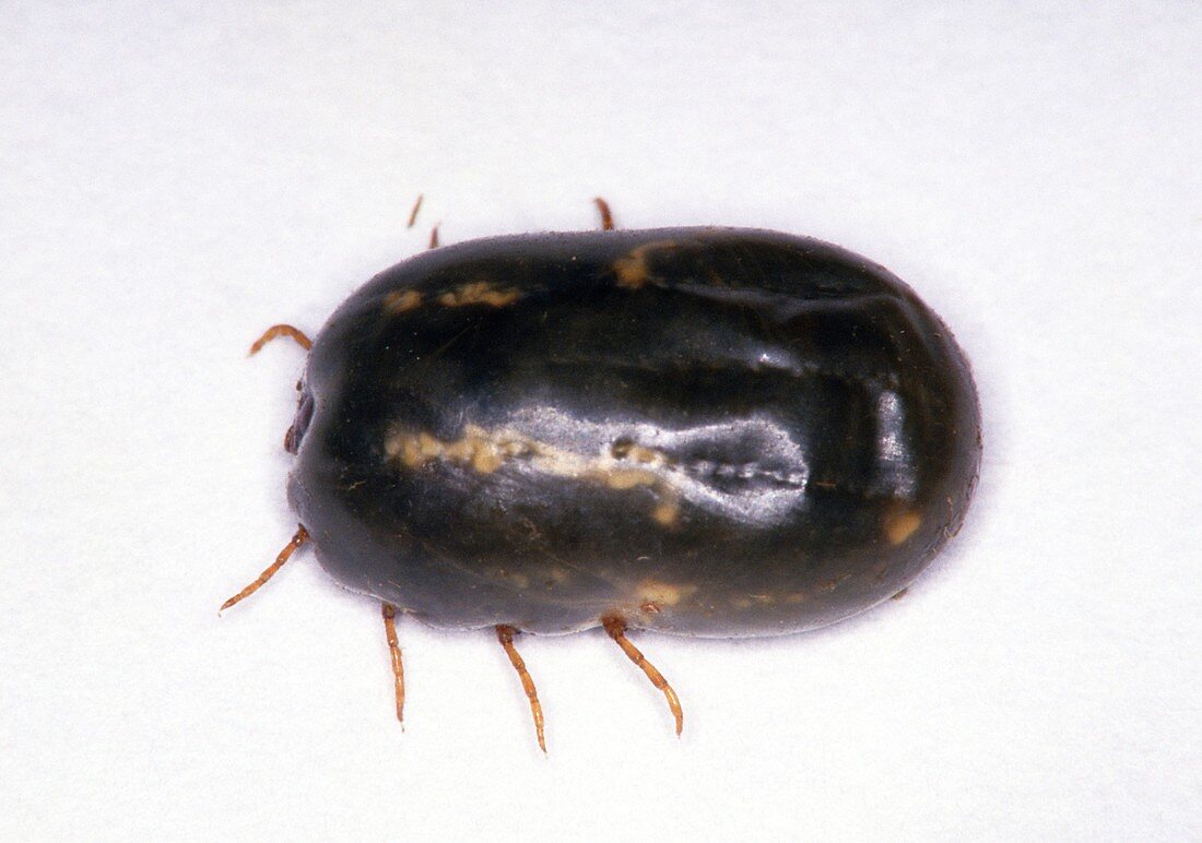 Macrophotograph of a cattle tick filled with blood