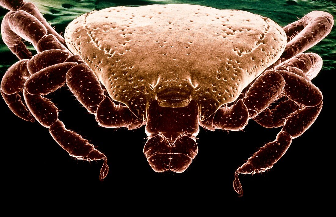 SEM of brown dog tick Rhipicephalus