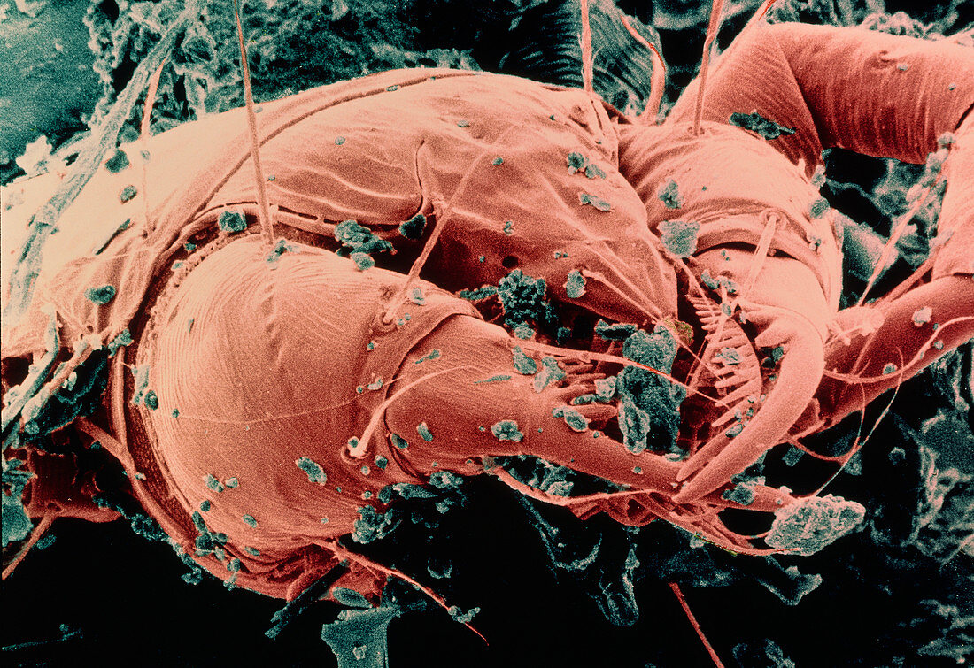 False-colour SEM of a dust mite,Dermatophagoides