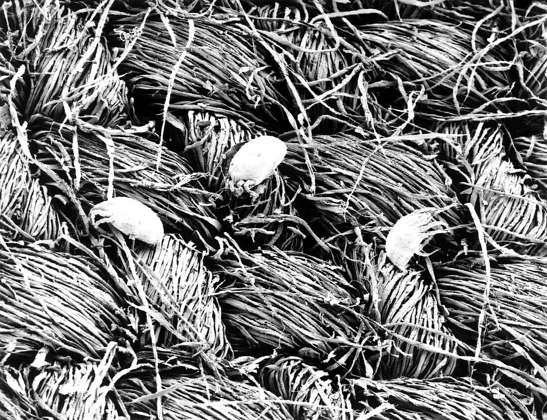 Electron micrograph of dust mites on a sheet