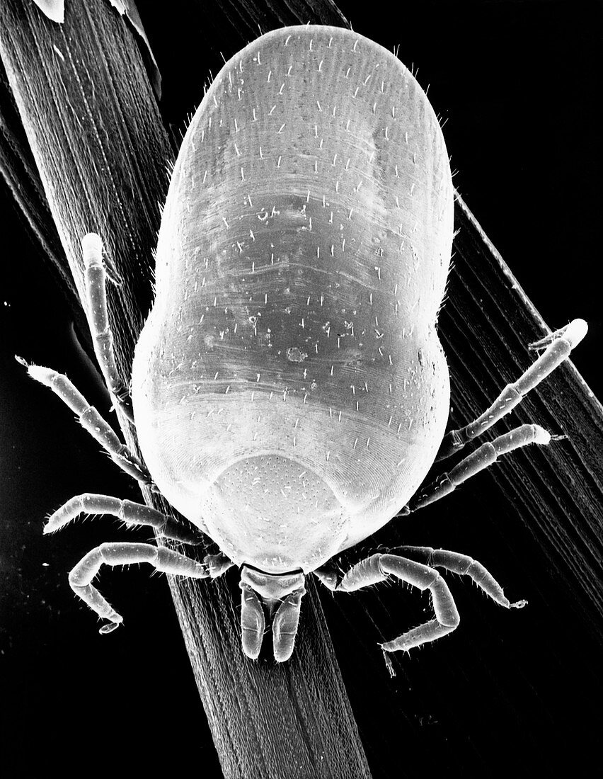 Electron micrograph of female Ixodes ricinus tick