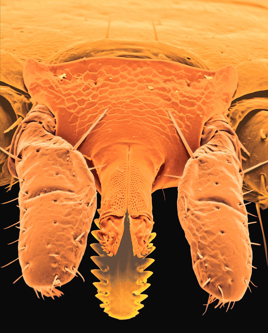 Coloured SEM of the head of a tick,Ixodes sp