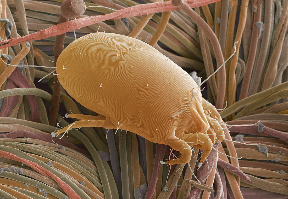 Dust mite